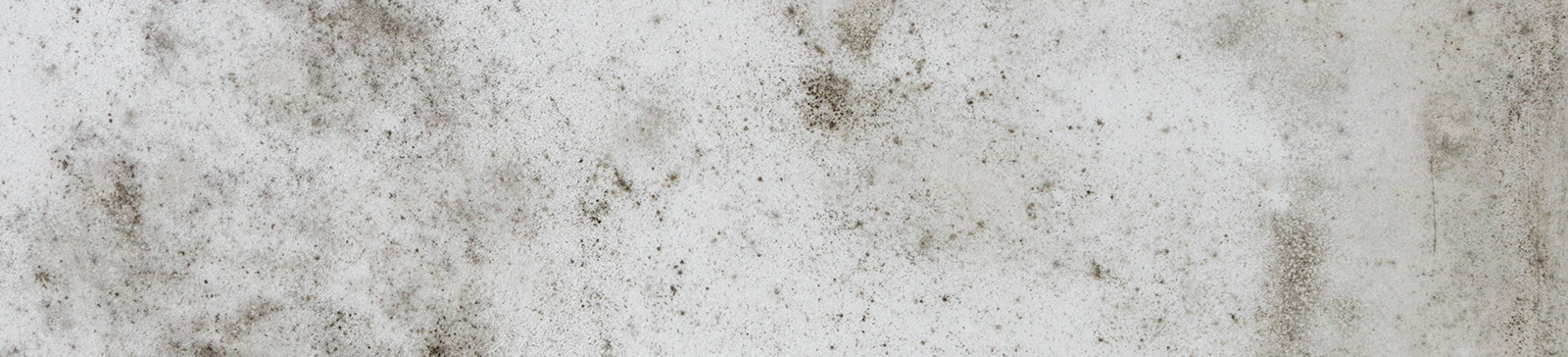 Mold Removal &amp; Water Damage Restoration in Santa Monica